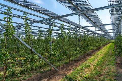 Agri-photovoltaic test plant, an apple orchard with two different systems of PV modules was roofed