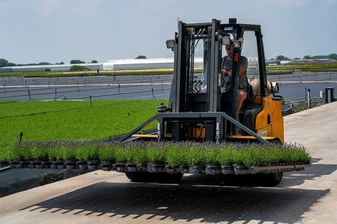 Horticultural business, lavender plants, in flower pots, outdoors, being transported to make them