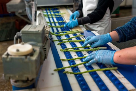 Asparagus farm, green asparagus is washed, cut and sorted by quality after harvesting, near