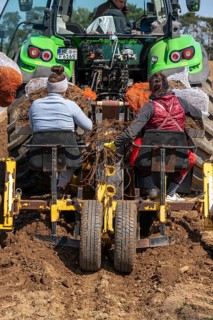 Asparagus farm, asparagus plant, planted in a field, with a planting machine, after a good year the