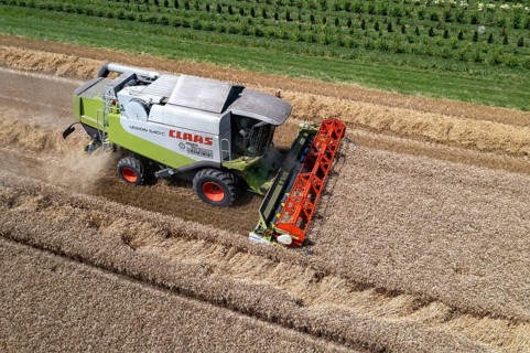 Agriculture, grain harvest, wheat, combine harvester harvesting in a wheat field, near