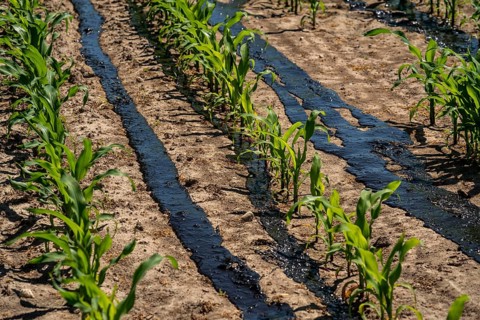 A maize field, with young plants, is fertilised with liquid manure, near Geldern, North