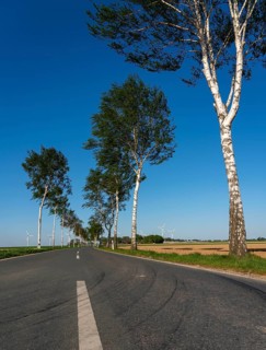 Birch avenue, country road, near the village of Katzem, Heinsberg district, wind farm, North