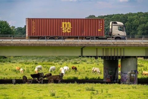 Container lorry on the A40 motorway, bridge over the Ruhr and Styrumer Ruhrauen, herd of cattle,