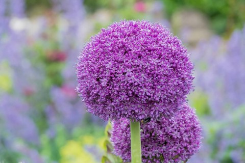 Ornamental leek (Allium sp.), flower stand, Münsterland, North Rhine-Westphalia