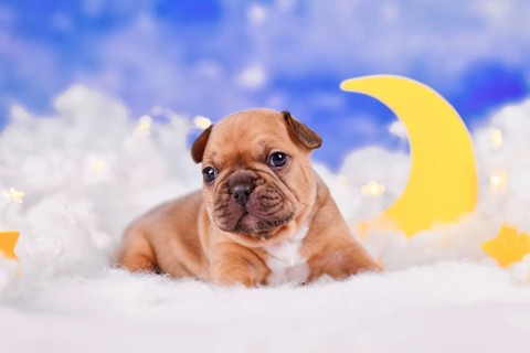 Cubby French Bulldog dog puppy between fluffy clouds with moon and stars
