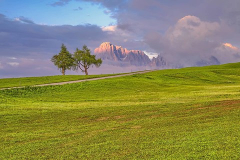 Two trees with fog in front of Sassolungo and Sassopiatto, sunset, Alpe di Siusi, Dolomites, South