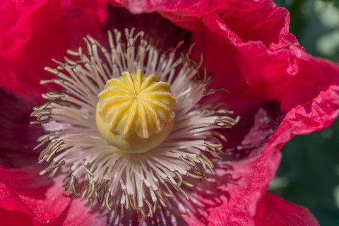 Detailed view of a poppy flower in the landscape in spring. Kaiserstuhl, Emmendingen, Freiburg im