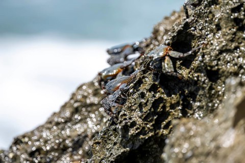 Crab on a rock, Reserva Natural Cabo Blanco, Costa Rica, Central America