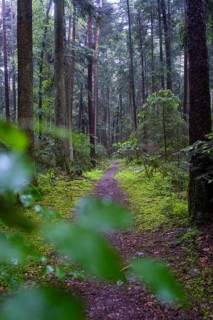 A quiet, damp forest path, surrounded by tall trees and green undergrowth, the scenery is mystical