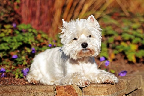 West Highland White Terrier, White Highland Terrier, Westie