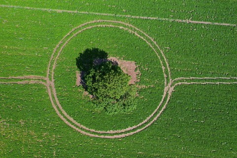 Aerial view over solitary common oak, pedunculate oak, English oak (Quercus robur) tree in