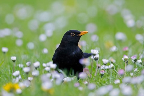 Common blackbird, Eurasian blackbird (Turdus merula) male foraging in grassland, meadow