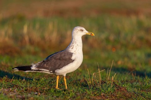 Yellow-legged gull (Larus michahellis), Hides De Calera / Steppe Raptors, Calera Y Chozas, Castilla