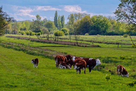 A herd of cows grazing in an idyllic landscape in the Kirchwerder Wiesen nature reserve.