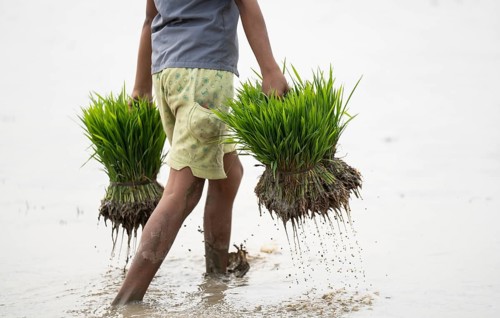Morigaon, India. 20 February 2024. A girl carries rice sapling in a paddy field on February 20,