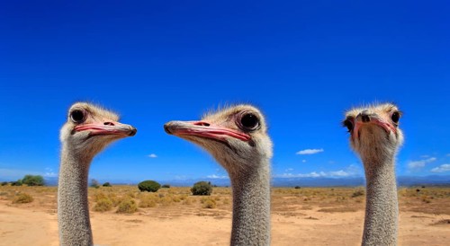 South african ostrich (Struthio camelus australis), adult, male, portrait, group, ostriches,
