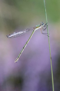 Emerald Damselfly (Lestes viridis), Emsland, Lower Saxony, Germany, Europe