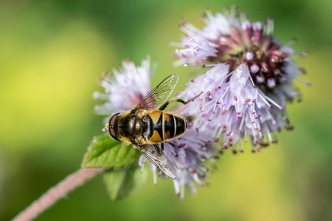 Drone fly (Eristalis interrupta) on water mint (Mentha aquatica), Emsland, Lower Saxony, Germany,