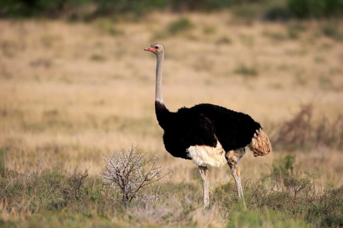 South African ostrich (Struthio camelus australis), common ostrich, adult, male, foraging, Mountain