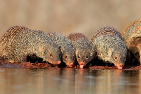 Zebra mongoose (Mungos mungo), adult, group, at the water, drinking, Kruger National Park, Kruger