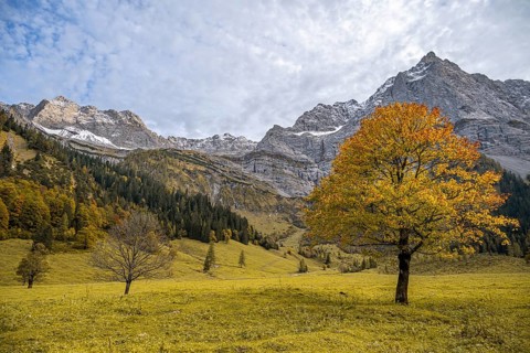 Maple trees with autumn leaves, autumn landscape in Rißtal with Spritzkarspitze, Großer Ahornboden,
