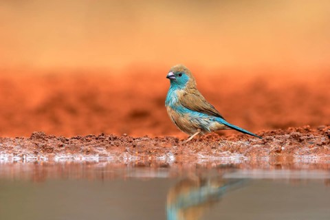 Blue waxbill (Uraeginthus angolensis), Angola butterfly finch, adult, at the water, Kruger National