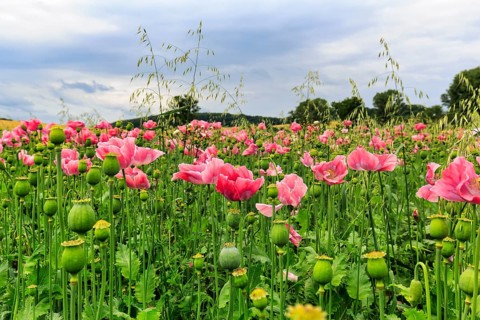 Opium poppy (Papaver somniferum), cultivation of edible poppy, poppy field, pink flowers and seed