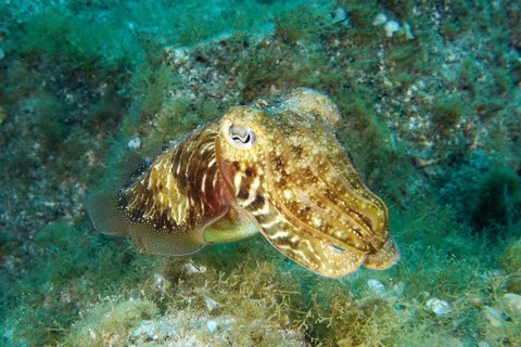 Common cuttlefish (Sepia officinalis) moves across a seabed overgrown with plants. Dive site Cueva