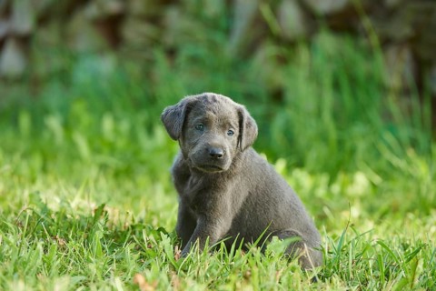 Black Labrador Retriever pup on a meadow, Germany, Europe