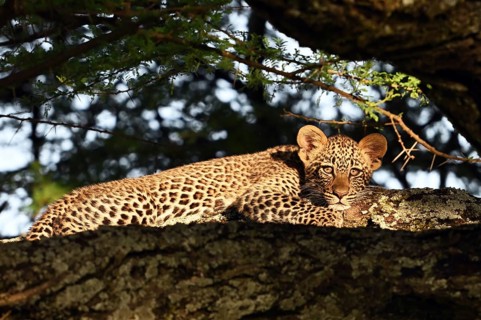 Leopard (Panthera pardus), male cub lying on a tree, Serengeti National Park, Tanzania, Africa