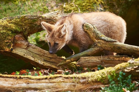 Maned wolf (Chrysocyon brachyurus) cub in spring, captive, Germany, Europe