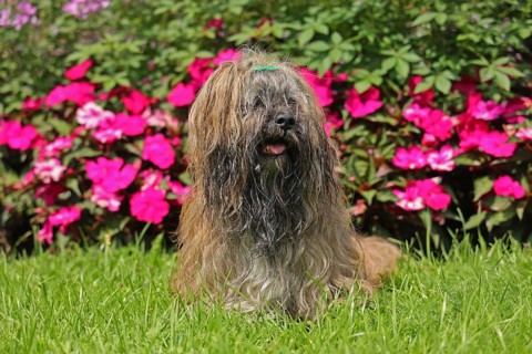 Lhasa Apso in front of flower bed, sitting