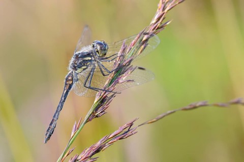 Black Darter (Sympetrum danae), male sitting on a blade of grass, wildlife, dragonflies, insects,