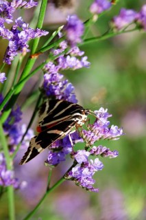 Spanish flag, (Euplagia quadripunctaria), summer, Saxony, Germany, Europe
