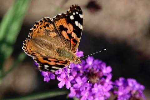 Painted lady (Vanessa cardui), summer, Germany, Europe