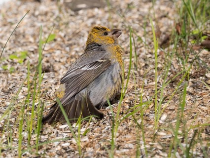 Pine Grosbeak (Pinicola enucleator), adult female, perched on the ground amongst sunflower seed
