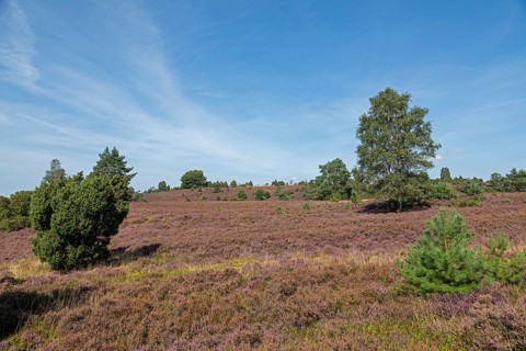 Heather blossom, trees, Wilseder Berg near Wilsede, Bispingen, Lüneburg Heath, Lower Saxony,