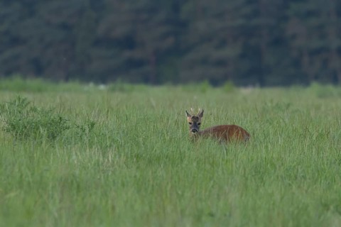 Roe deer (Capreolus capreolus) adult male buck animal in a farmland grass field in the summer,