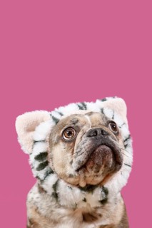 Merle French Bulldog dog with cat costume headband on pink background