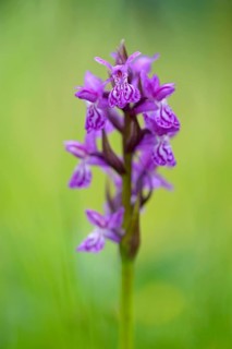 Western marsh orchid (Dactylorhiza majalis), inflorescence, close-up, Allgäu Alps, Allgäu, Bavaria,