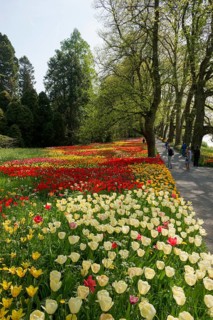 Park and flower meadow with colourful tulips, Mainau Island, Lake Constance, Baden-Württemberg,