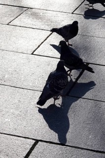 City pigeons with shadow, wintertime, Saxony, Germany, Europe