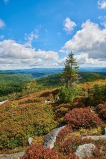 Vegetation with Norway spruce (Picea abies) and colored European blueberry (Vaccinium myrtillus) on