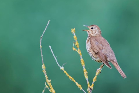 Song thrush (Turdus philomelos), Lower Saxony, Germany, Europe