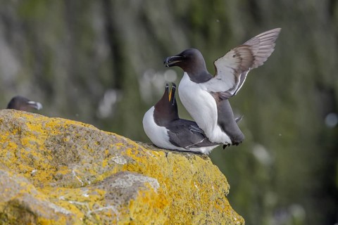Razorbill (Alca torda), copulation, Latrabjarg, Westfjords, Iceland, Europe