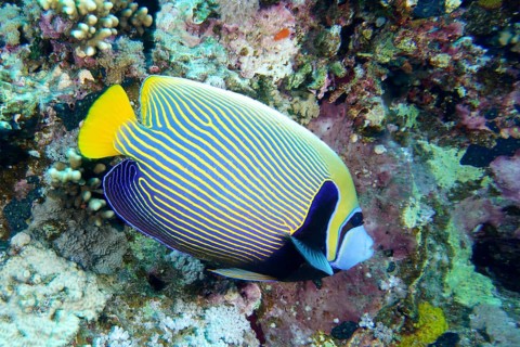 Emperor Angelfish (Pomacanthus imperator), dive site Erg Monica, Mangrove Bay, El Quesir, Red Sea,