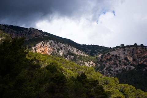 Dramatic mountain landscape with pine forest and solitary trees, Aleppo pines (Pinus halepensis)