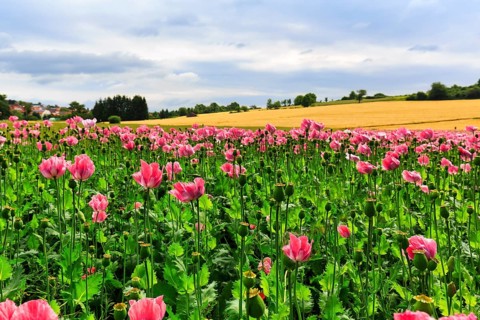 Opium poppy (Papaver somniferum), cultivation of edible poppy, poppy field, pink flowers and seed