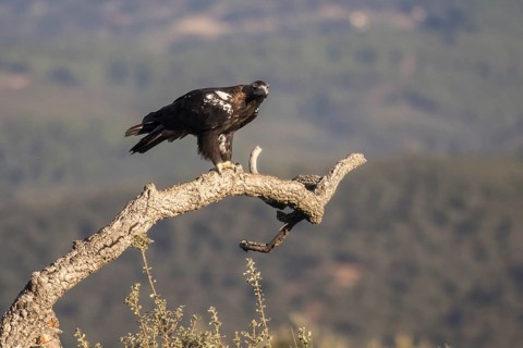 Iberian Eagle (Aquila adalberti), Spanish imperial eagle, Extremadura, Castilla La Mancha, Spain,